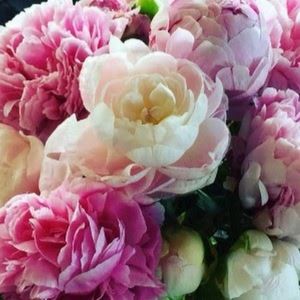 Meet your Posher, Jenai